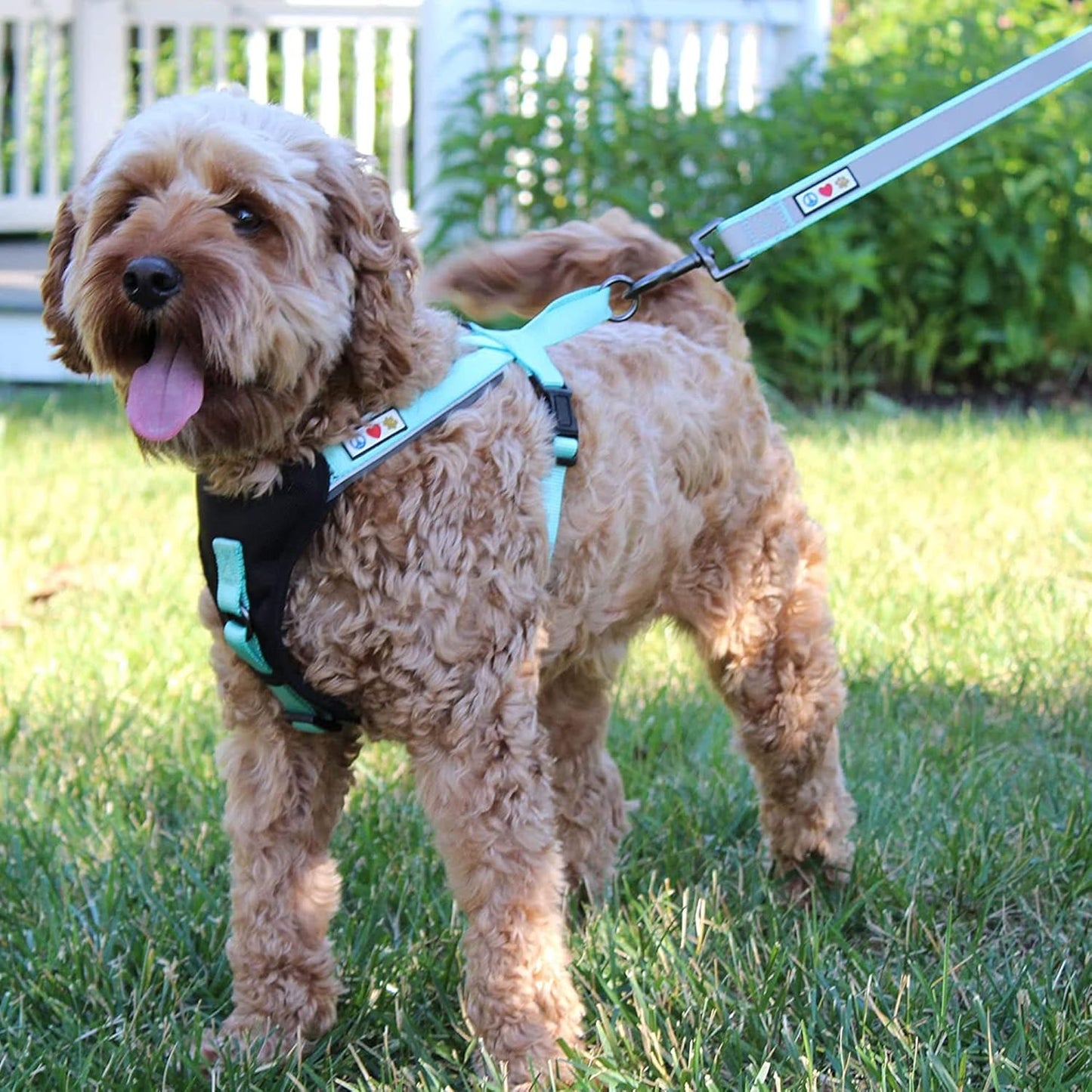 Personalized Dog Leash 6 FT, Custom Embroidered Name & Phone Number, Reflective Dog Lead with Soft Padded Handle, Heavy Duty Walking Leash for Large, Medium & Small Dogs, Black
